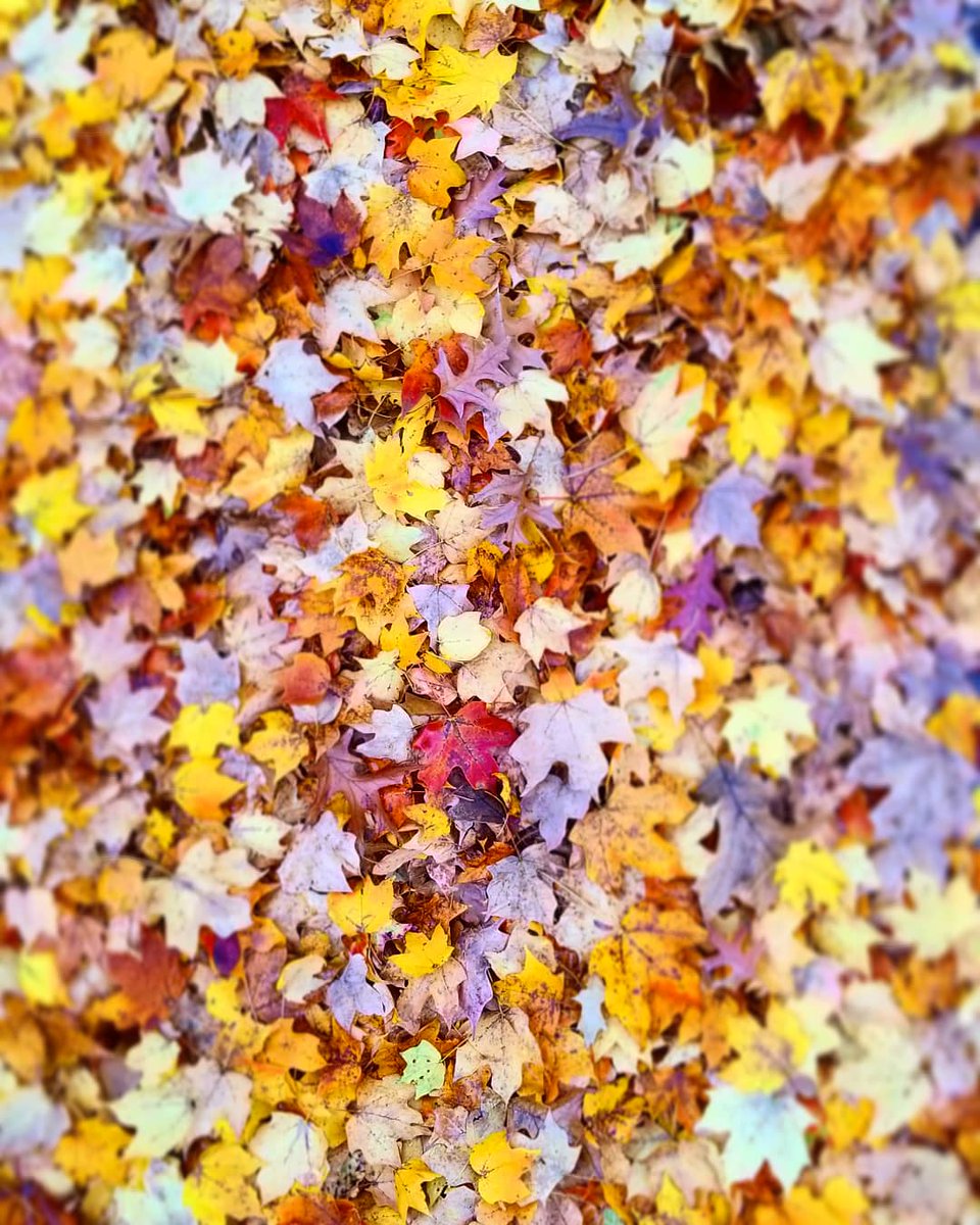 _TheMoMo's tweet photo. Texture of the day- Leaves https://t.co/jklxb4UHh1