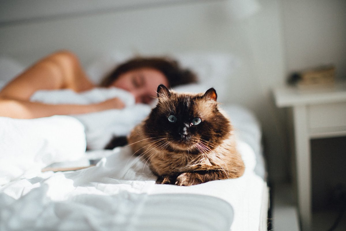 AfloatSleep's tweet image. Your furry friends will love your Afloat mattress as much as you do. Our beds are puncture resistant so claws won’t hurt your mattress!

#mattress #comfymattress #luxurymattress #healthymattress #bodyrecharge
#matressshopping #luxsleep #mattressgoals #cat

afloatsleep.com