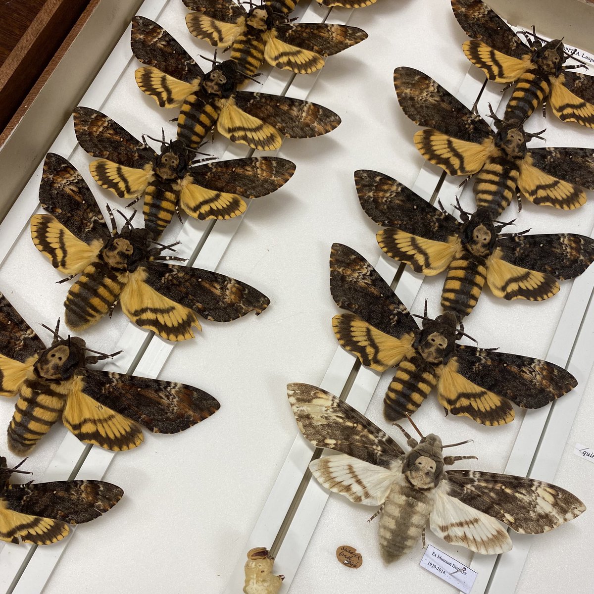 Guess which Death's-head hawkmoth used to be on display... #faded #lightdamage #beige #conservation