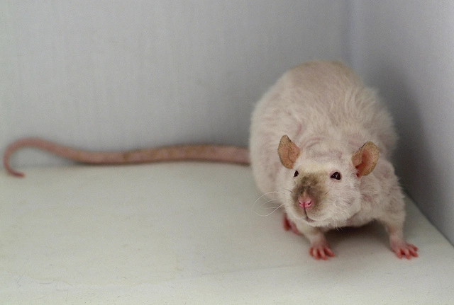 Im adding cornelia because  @Schmae212 is awesome