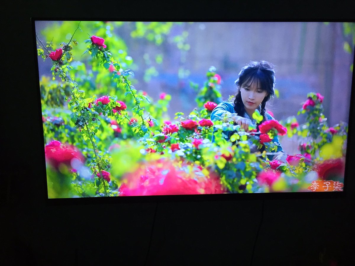 Kalo abis nonton Liziqi gue pede banget bisa nanem apa aja. Tapi tiap inget nanem daun bawang aja mati mulu, gue percaya Liziqi cuma mitos.