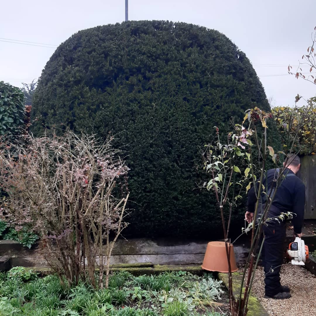 andrewturff's tweet photo. #topiary fun in #rackheath https://t.co/JmTOpv2eRx