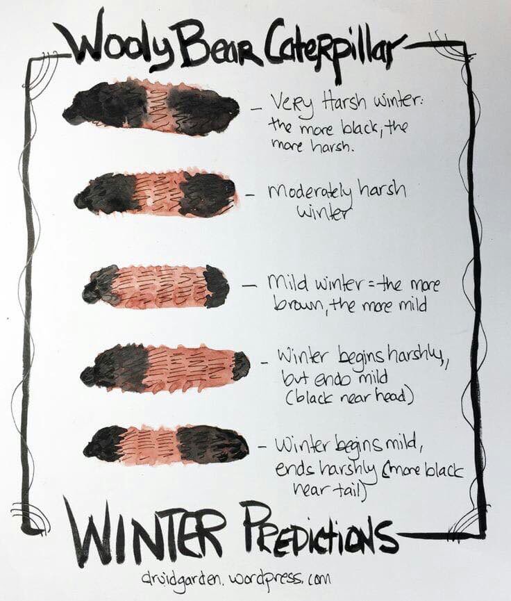 stephenglish1's tweet photo. We are estimating based on the wooly bear caterpillar π the type of winter we will have #scdsb #earlyyears #scdsboutside @scdsboutdoors @RloschRobbie @AndrewHunterES @SCDSBey https://t.co/QcuGIxuZnX