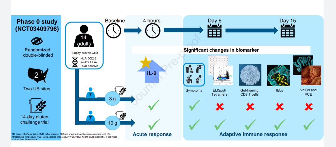 AmelieT27's tweet photo. Great summary of the just published gluten challenge study in #celiacdisease by @CeliacResearch @celiacdoc @DrJSilvester @DanielLefflerMD @BIDMC_GI looking for early markers of immune response with two different doses of gluten https://t.co/UhCQNzyQw7 https://t.co/NmngSw0LTQ