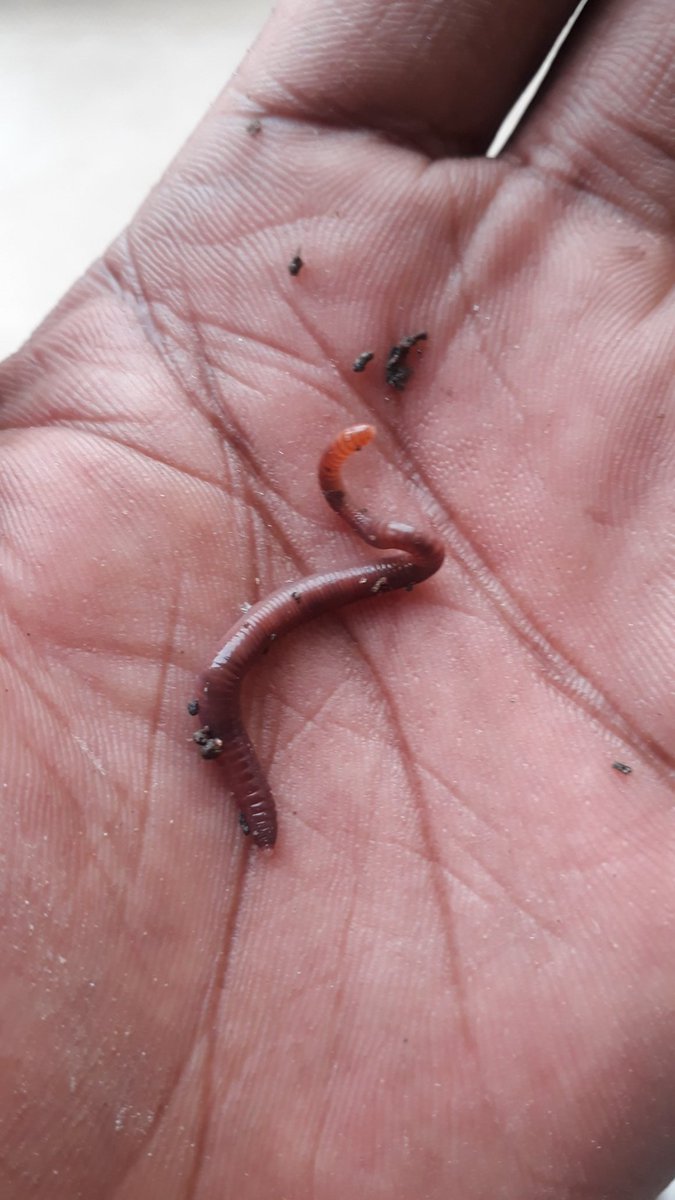 FarmingImvelo's tweet photo. Natural born best composter #redwiggler 
#composting 
#recycler 
#vermicompost 
#worms #wormfarmer #wormcastings #wormsbin https://t.co/RjOx4MZejE