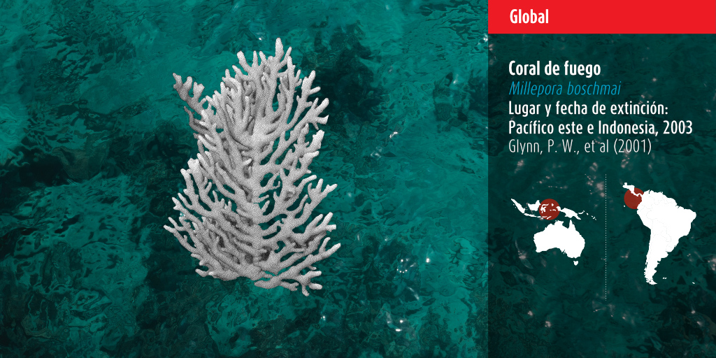 6taExtinOceanos's tweet photo. El coral de fuego (#Millepora boschmai) fue avistado por última vez en #Indonesia en 2003. Existe la posibilidad de que aún se encuentre en #Asia o en #Centroamérica (#Panamá) por lo que la especie se encuentra “en revisión”. #arrecifes https://t.co/nf1ZDjmojo