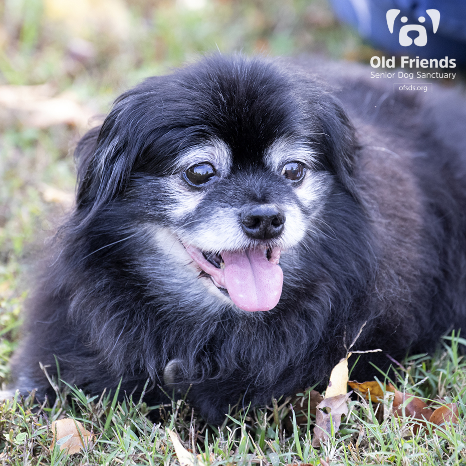 oldfriendssds's tweet photo. Apollo combined Senior Portrait Day with Tongue-Out Tuesday!
#ofsds #ofsdsapollo #ofsdsesther #seniordogs #ofsdstongueouttuesday #tongueouttuesday #ofsdsseniorportraitday #ofsdsbondedpair #bondedpair #seniorportraitday https://t.co/ANQdsMk3JI