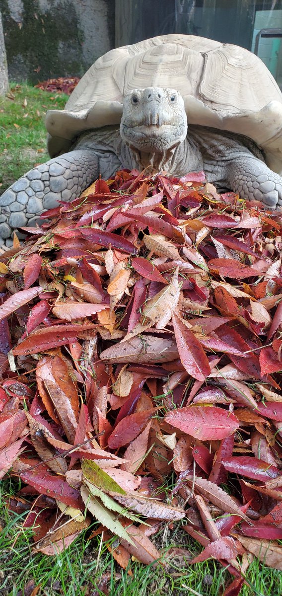 OregonZoo's tweet photo. Dozer's autumn rituals
Photos: Zach Shoemaker https://t.co/jhFuI69nN8