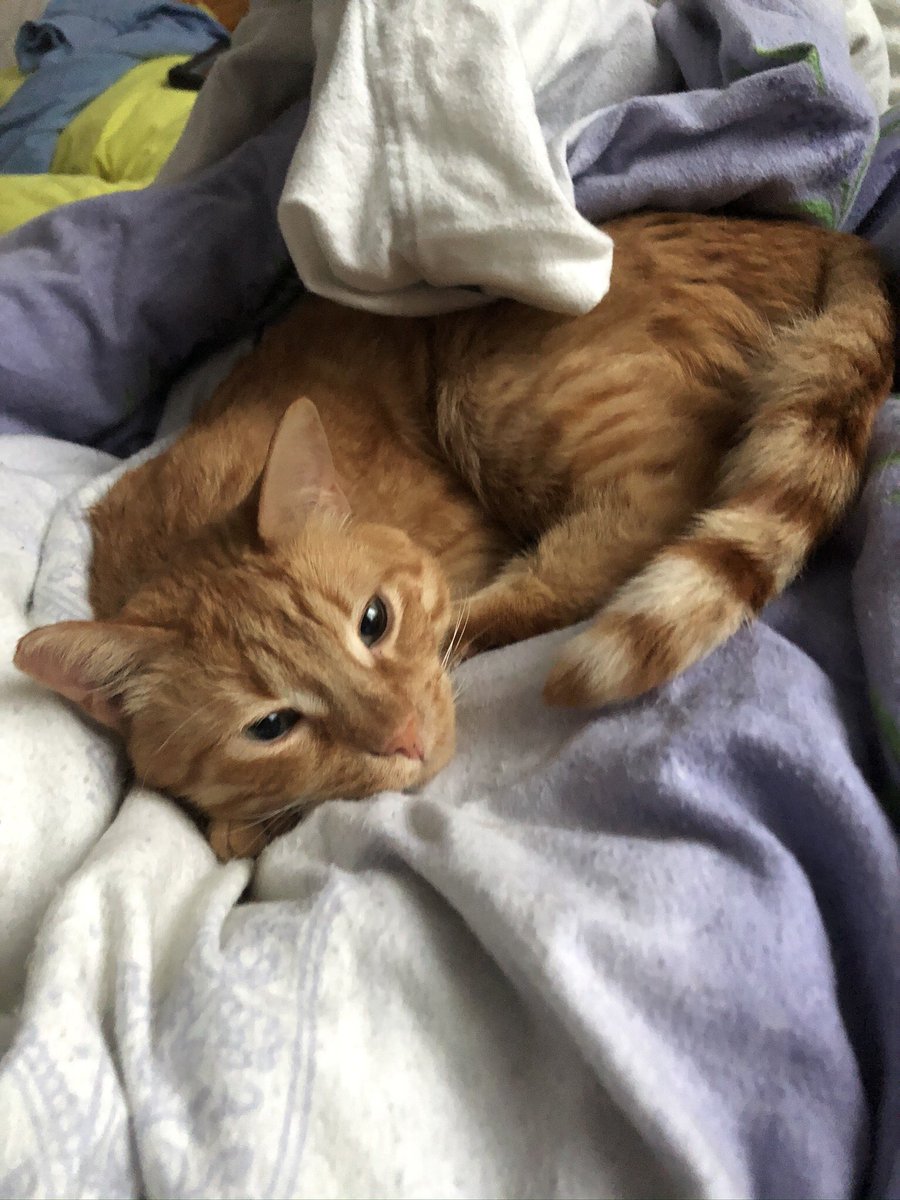 what_dean's tweet photo. @innocent #KnitMyPet This is Dean. https://t.co/kOZ541NQlo