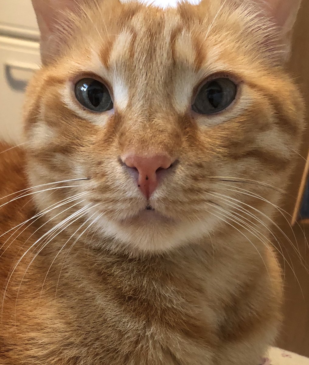 what_dean's tweet photo. @innocent #KnitMyPet This is Dean. https://t.co/kOZ541NQlo