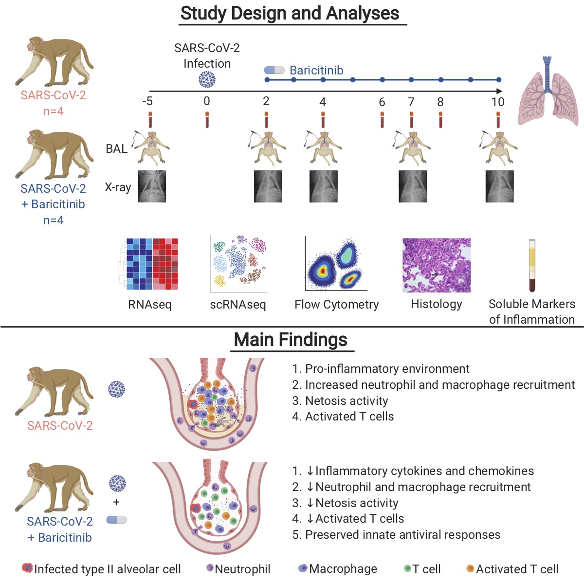 CellCellPress's tweet photo. Online now! #baricitinib treatment early after #SARSCoV2 infection resolves #inflammatory signatures in airway #macrophages, with lower #lung pathology and #neutrophil infiltration. https://t.co/IjhSYdpcsC
@CellPressNews #coronavirus research👉https://t.co/BCdU2ltXnp
#COVID19 https://t.co/Mi6EqRMNm8