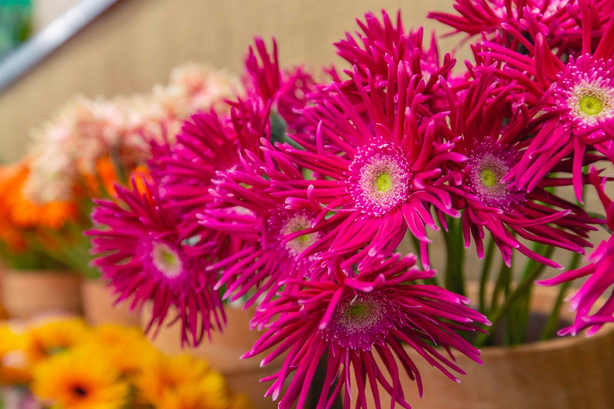 This is Pasta Piccata. A colorful and crazy shaped Gerbera which is an important addition to the Gerbera United collection. Get to know all the Pasta's and other varieties. Visit gerberaunited.nl