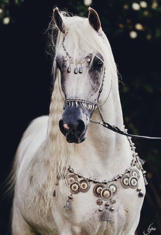 Some of the most beautiful, majestic creatures on the planet.