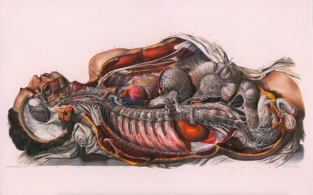 In recent years, I have warned of apocalyptic consequences for humanity due to mental illness.In the past month, I have read dozens of papers on the body's responses to "psychosocial" stress.Government, media, and corporate responses to covid19 will accelerate these outcomes.