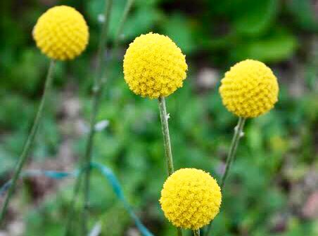 تويتر もも على تويتر おはようございます 11 11誕生花 グラスペディア 花言葉 永遠の幸福 別名ゴールドスティック シルバーリーフに花弁がなく球状の筒状花は直径3cm程 まるで鉄琴のバチのような個性的な花 この花は他の色が無く黄色のみですがドライ