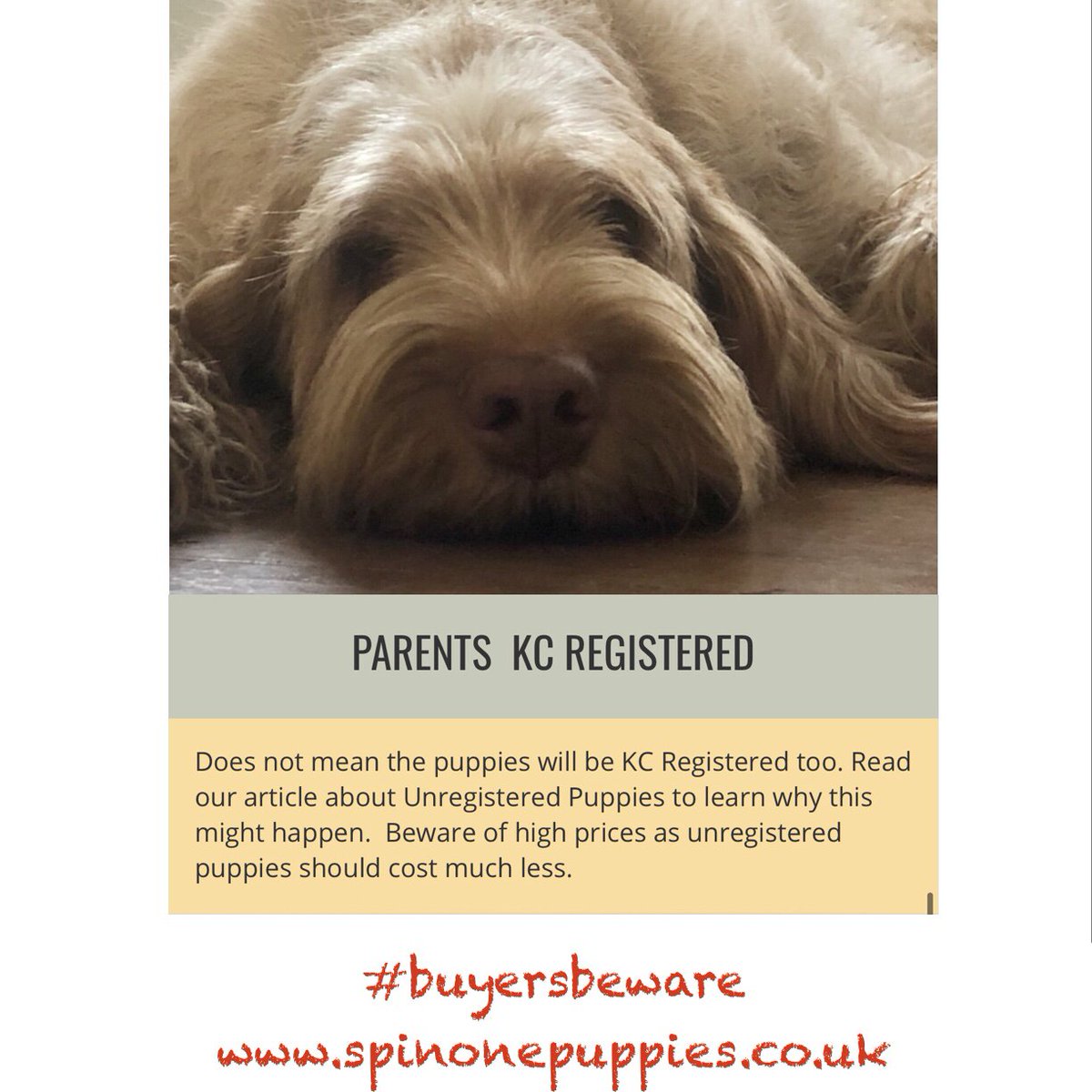 SpinoneClubGB's tweet photo. Tips for puppy buyers
#puppies #spinonepup #spinonepuppy #spinone #italianspinone #italianspinone #puppy #spinoni #spinoneitaliano #doglover #puppyoftheday #ilovemydog #cutepuppy #lovedogs #doglovers #puppylife #bestwoof https://t.co/k38ZhFeZVY