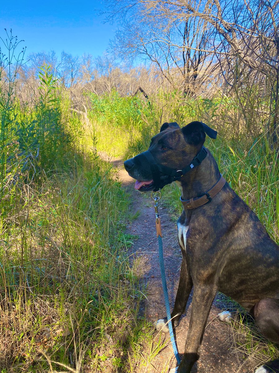 RachRay_Beauty's tweet photo. This idiot, perfect all morning, passing every other dog... until she sees the police dogs at the oval π€¦ββοΈ #lookatme #imadingus #knowyouraudience πππ https://t.co/ZeZDEo3ve9
