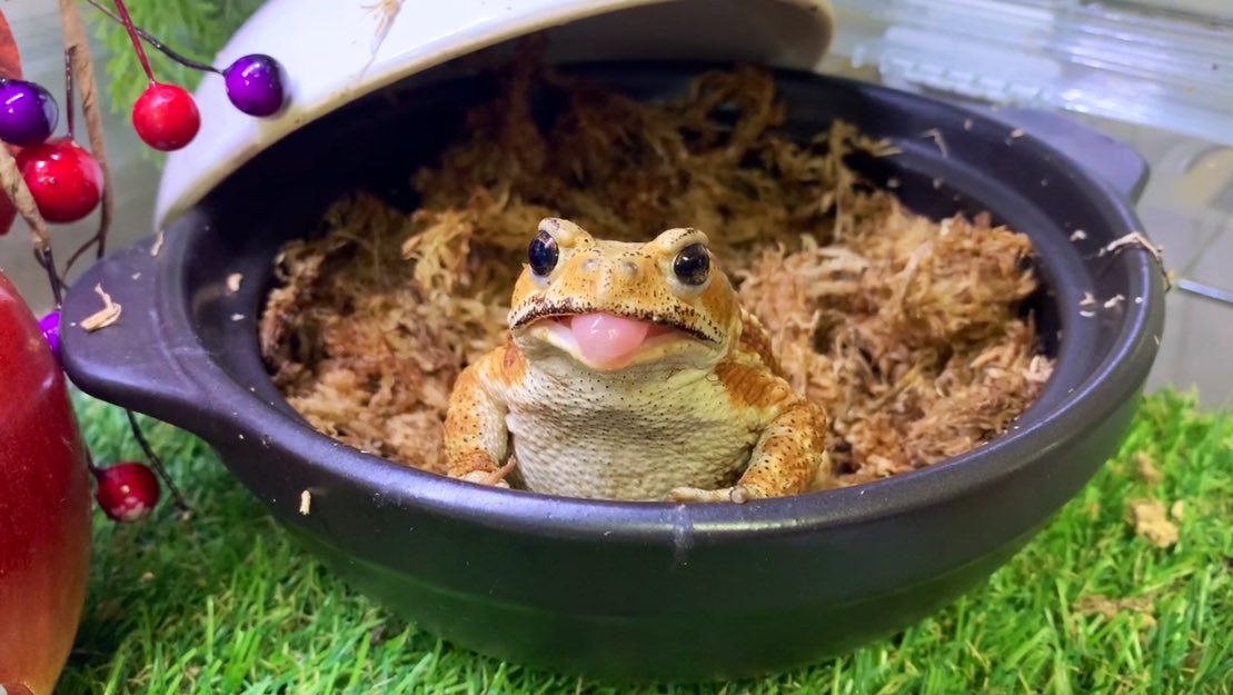 顔文字描いたプロニクさんですよ 人間用の鍋で環境作り 汎用性高いですね鍋 茶に映えるアンバーさん 渋い