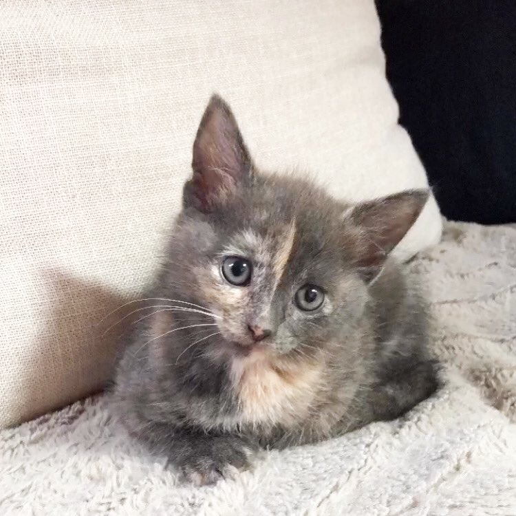 AdyFGomes's tweet photo. This is Pepper!! Our new little lady. #VIPJustforKittens https://t.co/i8JU1FoK1G