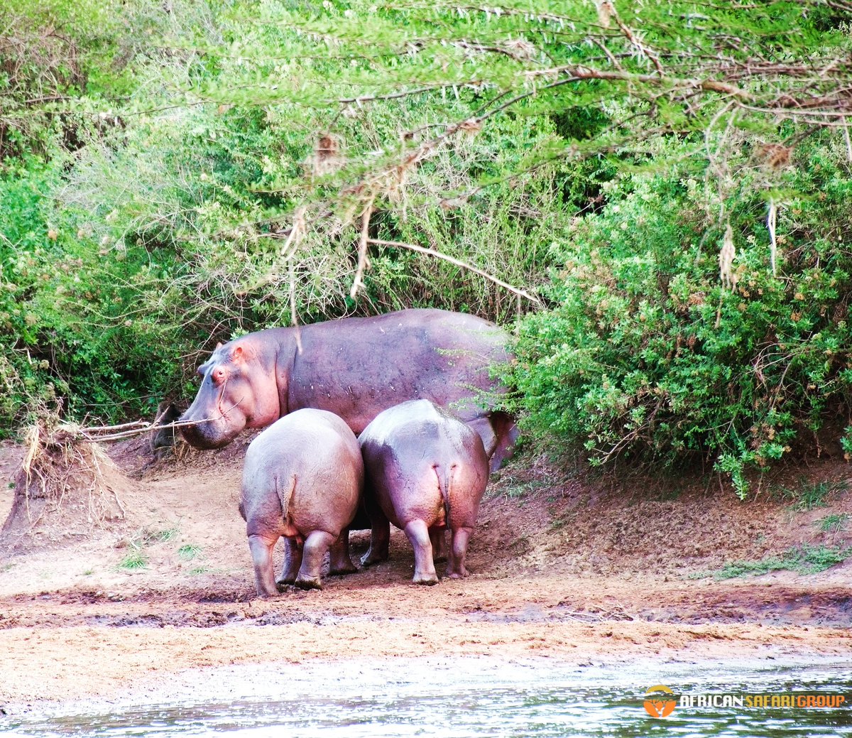 African Safari Group tweet media