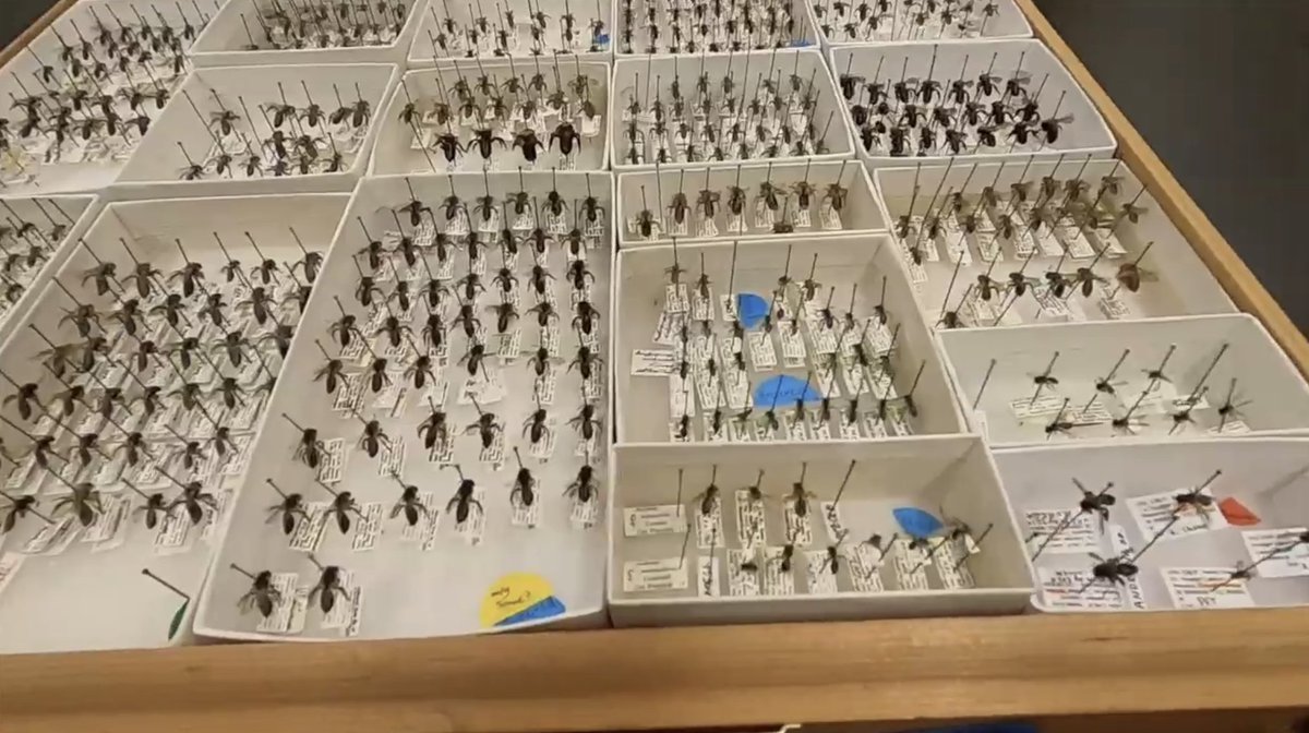 EntCollNet's tweet photo. #VirtualCollectionTour:
In Santa Cruz, California, U.S.A., @KrohnZone shows specimens in the Kenneth S. Norris Center for Natural History and the recent research projects for which they've been examined.
#ECN2020 https://t.co/Ws8D6Mzj00
