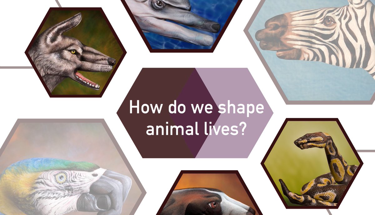 BehaviourBel's tweet photo. Last push for our survey! Enrichment use in zoos. Make sure your region is represented! Languages: English, Spanish, German, Japanese, Korean, Chinese, Italian and French! #zoos #enrichment #PhD survey Link- https://t.co/bo2uF42ZDC https://t.co/fLG6WaBI2x