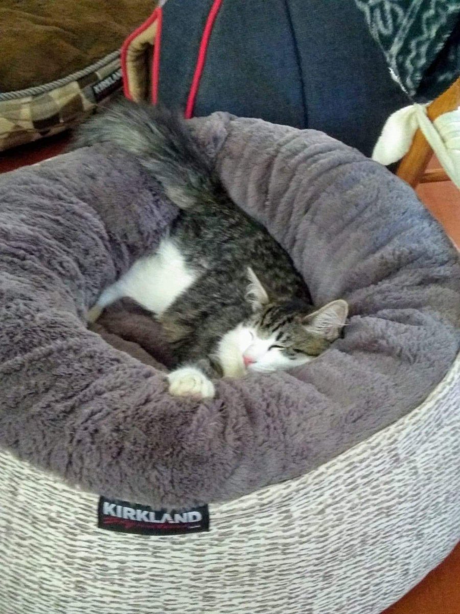 Ok. Maybe this cat bed isn't soooo bad