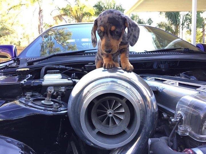 TurbologyLLC's tweet photo. Does it get any better than turbos and doggos?
β’
Via: #ThatRacingChannel
β’
#turbology #turbocharged #singleturbo #twinturbo #turbo #drifting #drift #hillclimb #timeattack #rallye #rally #exoticcars #exoticcar #supercars #supercar #racecars #racecar #dogslife #doglife #dogs #dog https://t.co/ASANnCnumz