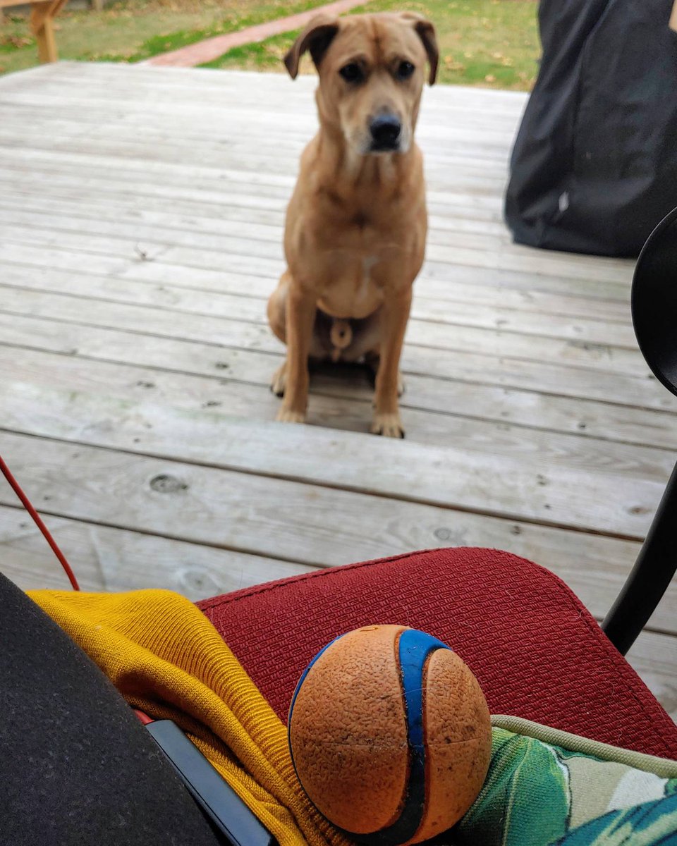 prayformydog's tweet photo. Pray for my dog. I attempted to work from the porch today and apparently neglected my ball throwing duties. #lobsbeforejobs #demandingcoworker https://t.co/NhpQLJAFh2