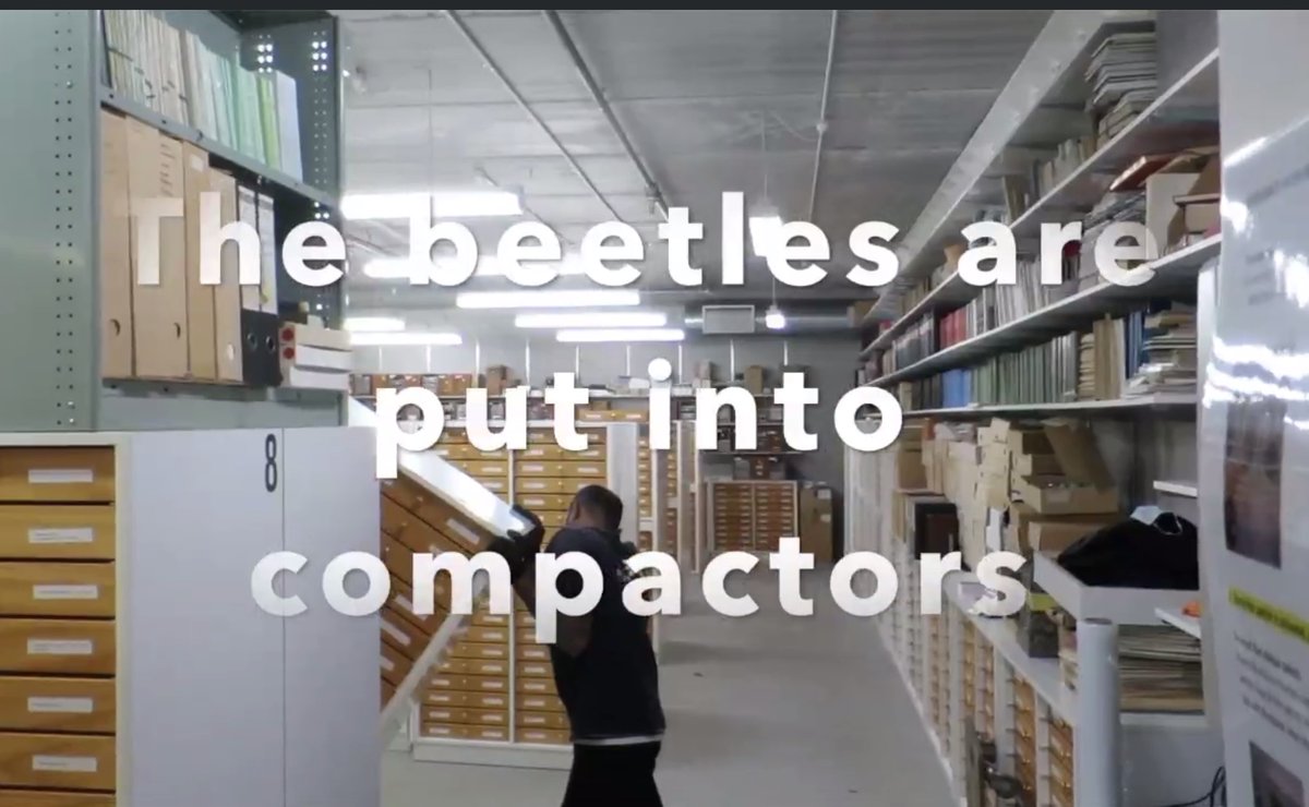 EntCollNet's tweet photo. #VirtualCollectionTour: Rich Leschen now serenades us AND shows us around @mwlr_nz New Zealand Arthropod Collection in Auckland, New Zealand. The largest collection in NZ! #ECN2020 https://t.co/S4HVetXtL0