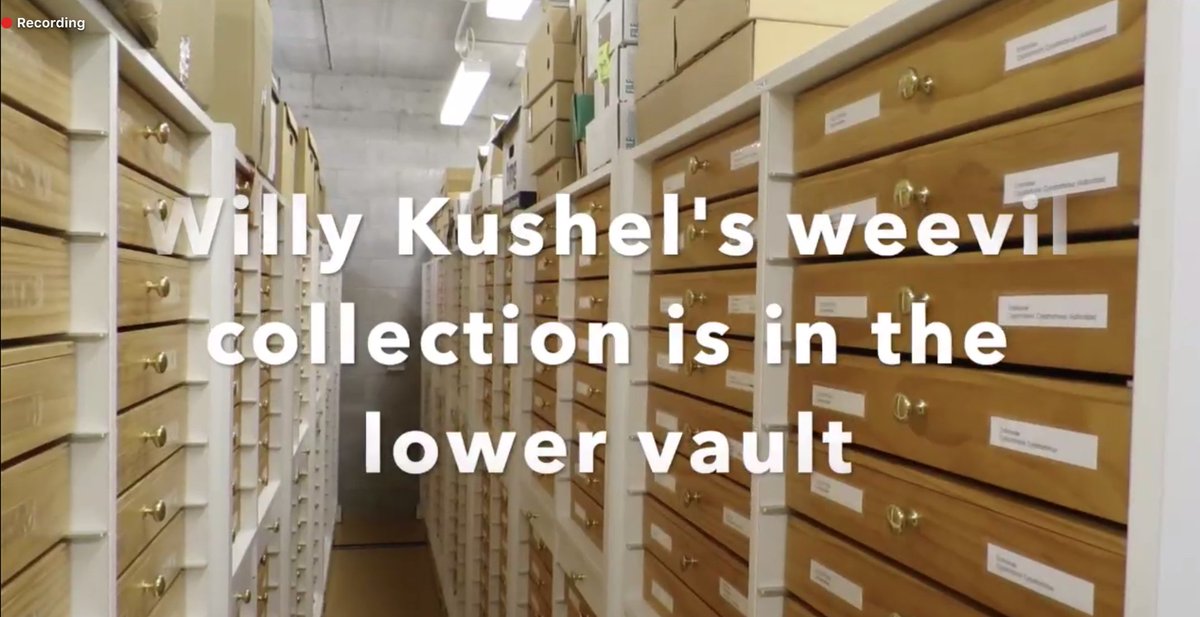 EntCollNet's tweet photo. #VirtualCollectionTour: Rich Leschen now serenades us AND shows us around @mwlr_nz New Zealand Arthropod Collection in Auckland, New Zealand. The largest collection in NZ! #ECN2020 https://t.co/S4HVetXtL0