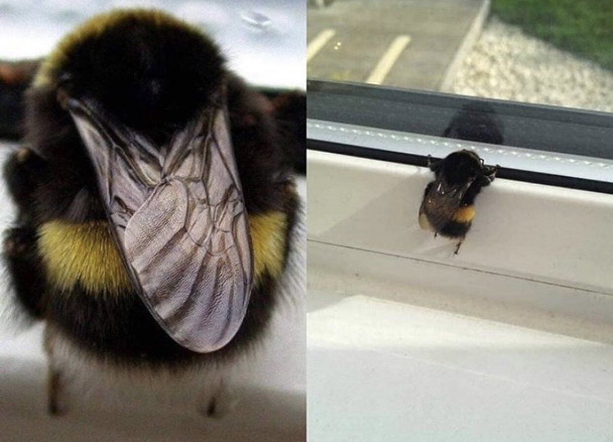 endmeinnit's tweet photo. LOOK AT YHIS BEE https://t.co/3MEMgnmrI5