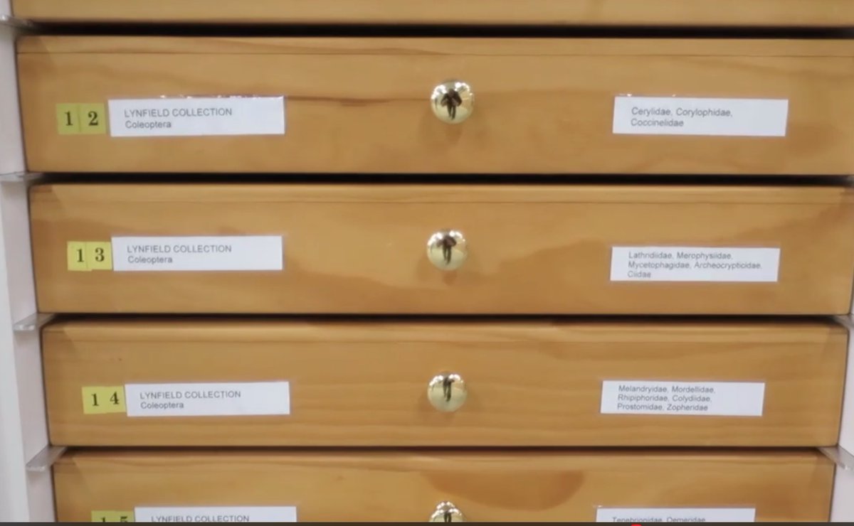 EntCollNet's tweet photo. #VirtualCollectionTour: Rich Leschen now serenades us AND shows us around @mwlr_nz New Zealand Arthropod Collection in Auckland, New Zealand. The largest collection in NZ! #ECN2020 https://t.co/S4HVetXtL0
