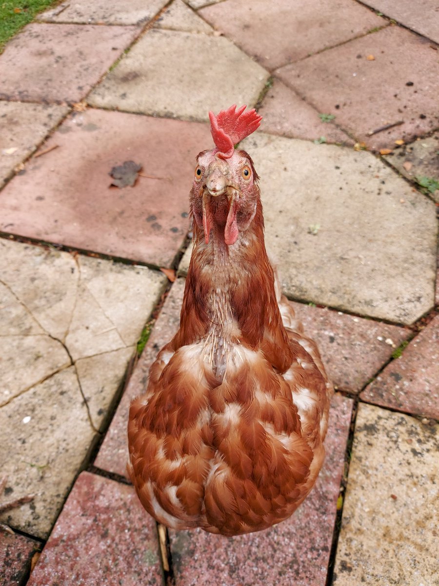 KatLines's tweet photo. Gladys, who looks like she might fuck you up if she doesn't get any grapes.
#chickens #hens #exbattery #beautiful #thatface https://t.co/xW4cPOY3Qm
