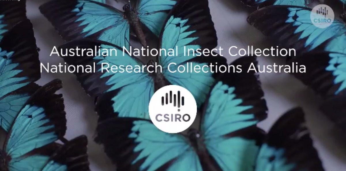 EntCollNet's tweet photo. #VirtualCollectionTour: For our final tour (yes, we know 😢) we visit @CSIRO Australian National Insect Collection in Canberra. Olivia Evangelista provides an overview of the huge collection, with a whopping 12 million specimens (22,000 PRIMARY TYPES) & current research. #ECN2020 https://t.co/CRz8qWFu4z