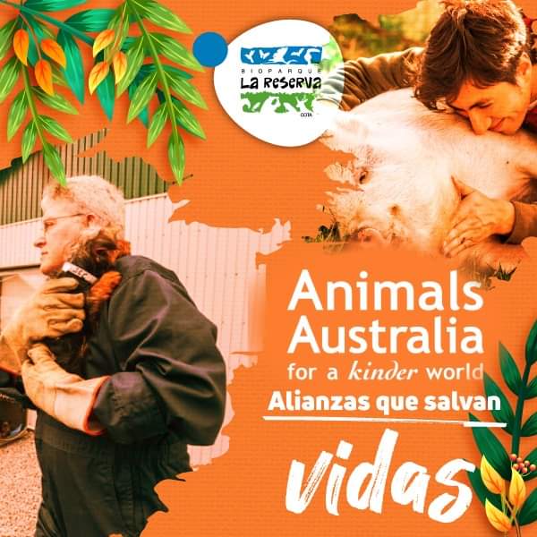 BLaReserva's tweet photo. Es una fortuna contar con amigos y aliados en momentos difíciles. Gracias @AnimalsAus.🐸🦉🦅
It is nice to have some great friends when you are in need. Thank you @AnimalsAus.🌳✨

#AliadoInternacional #AnimalsAustralia  #Apoyo #Conservación https://t.co/XeOPclme2v https://t.co/F4EU9uPbs7