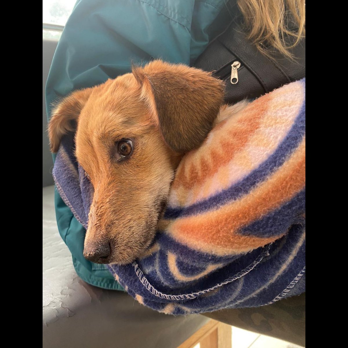 Ojitosdeperro2's tweet photo. Hoy fue mañana de análisis 🐕💉🩺

Blanquita no afloja, es una guerrera 💚

👉 Podes ayudarnos económicamente o donando alimento/medicación contra el moquillo y la hemoparásitosis 📲3512914215

@PatitasCordoba @patitasdelsurr  @VivireNuevaCba @VivirEnNuevaCba @VivireNuevaCor https://t.co/jjXJ3R0Z38