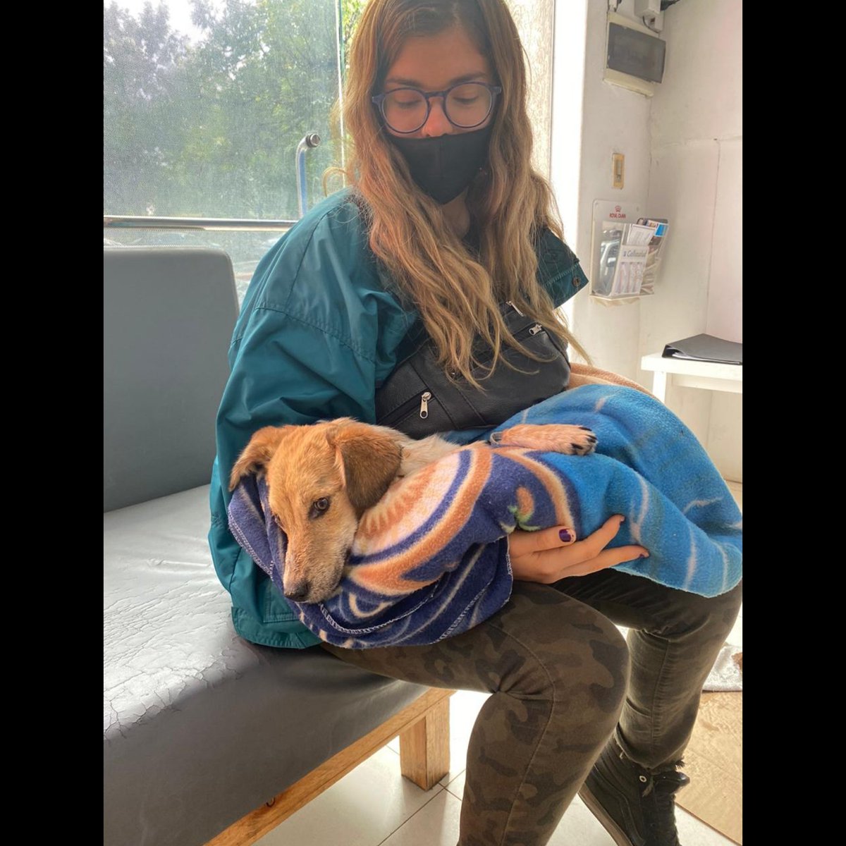 Ojitosdeperro2's tweet photo. Hoy fue mañana de análisis 🐕💉🩺

Blanquita no afloja, es una guerrera 💚

👉 Podes ayudarnos económicamente o donando alimento/medicación contra el moquillo y la hemoparásitosis 📲3512914215

@PatitasCordoba @patitasdelsurr  @VivireNuevaCba @VivirEnNuevaCba @VivireNuevaCor https://t.co/jjXJ3R0Z38