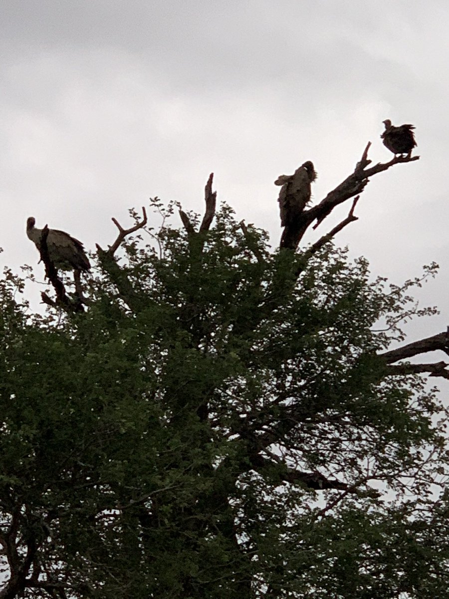ToubkinRuth's tweet photo. Some amazing sightings in the @SANParksKNP what an amazing week so far https://t.co/8p4d2L0ARB