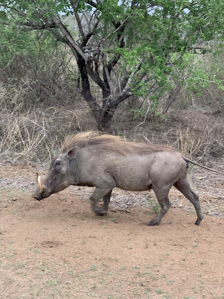 ToubkinRuth's tweet photo. Some amazing sightings in the @SANParksKNP what an amazing week so far https://t.co/8p4d2L0ARB