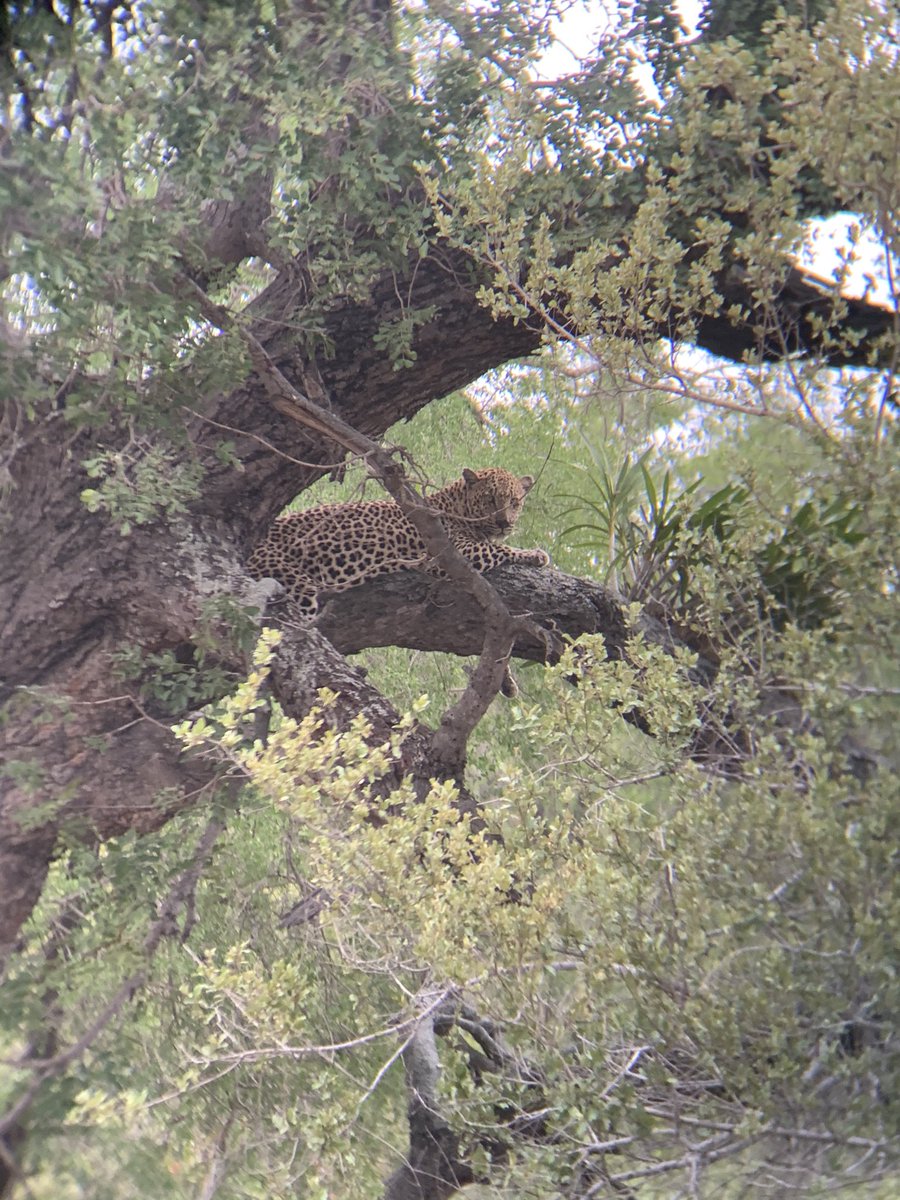 ToubkinRuth's tweet photo. Some amazing sightings in the @SANParksKNP what an amazing week so far https://t.co/8p4d2L0ARB