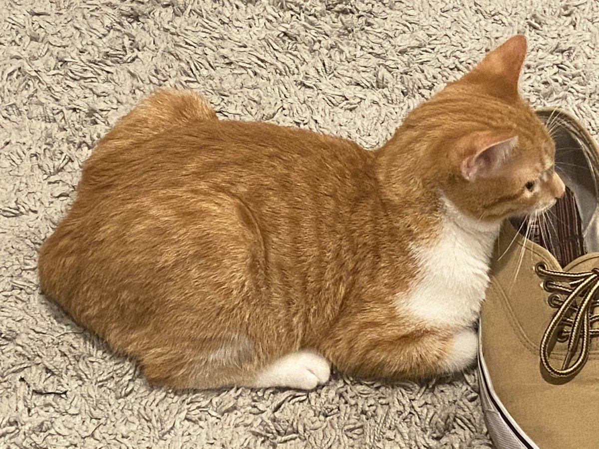 wormthecat's tweet image. turkey thankgiving i'm turkey thanksgiving