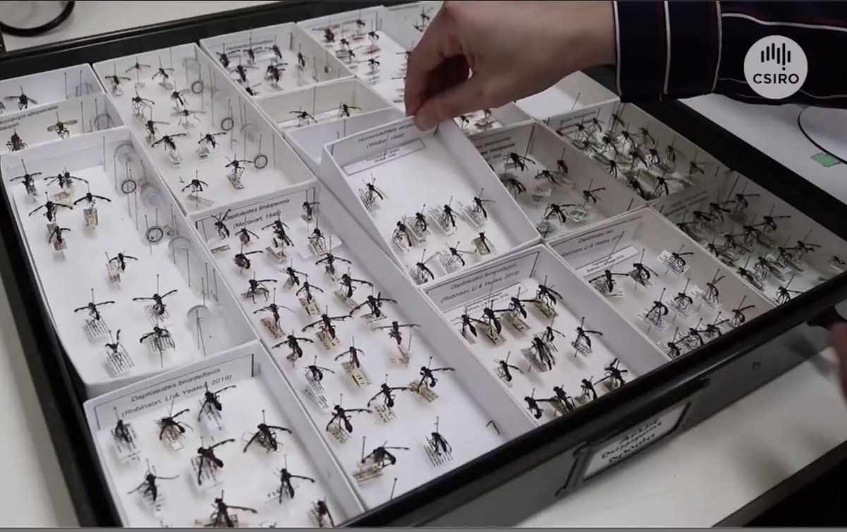 EntCollNet's tweet photo. #VirtualCollectionTour: For our final tour (yes, we know 😢) we visit @CSIRO Australian National Insect Collection in Canberra. Olivia Evangelista provides an overview of the huge collection, with a whopping 12 million specimens (22,000 PRIMARY TYPES) & current research. #ECN2020 https://t.co/CRz8qWFu4z