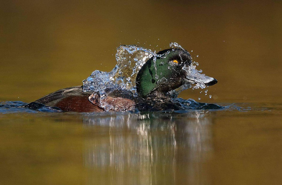 NzScaup's tweet photo. here's another spectacular #scaupsnap courtesy of Simon Runting. Vote 1st preference Scaup today! @Forest_and_Bird #BirdOfTheYear #pickthepāpango https://t.co/1tzPRs9kV1