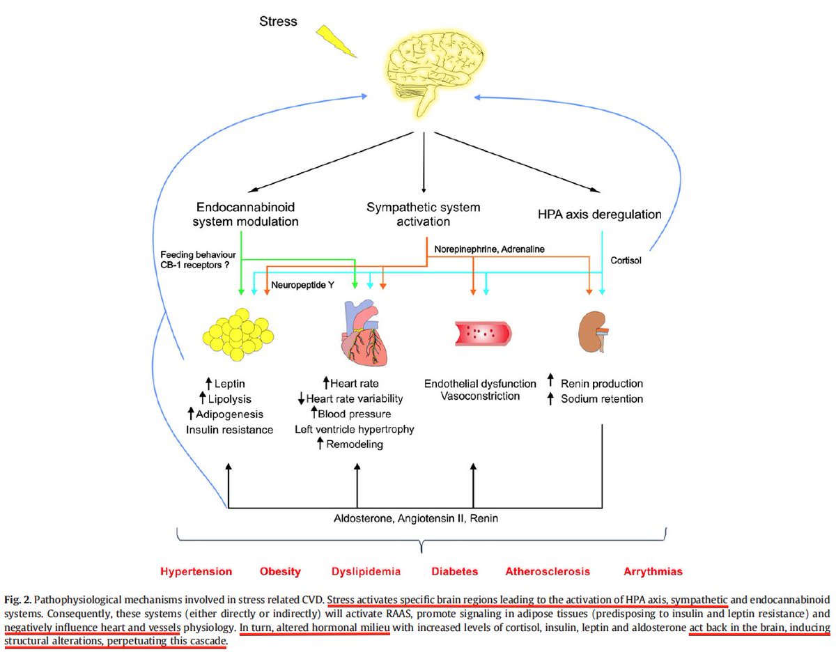 In recent years, I have warned of apocalyptic consequences for humanity due to mental illness.In the past month, I have read dozens of papers on the body's responses to "psychosocial" stress.Government, media, and corporate responses to covid19 will accelerate these outcomes.