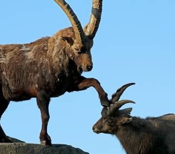 Don't mess with Felix 