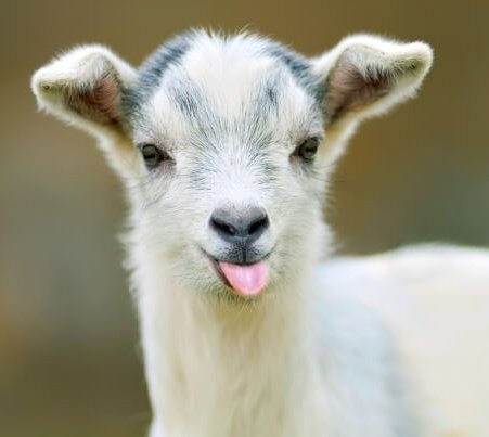 Don't mess with Felix 