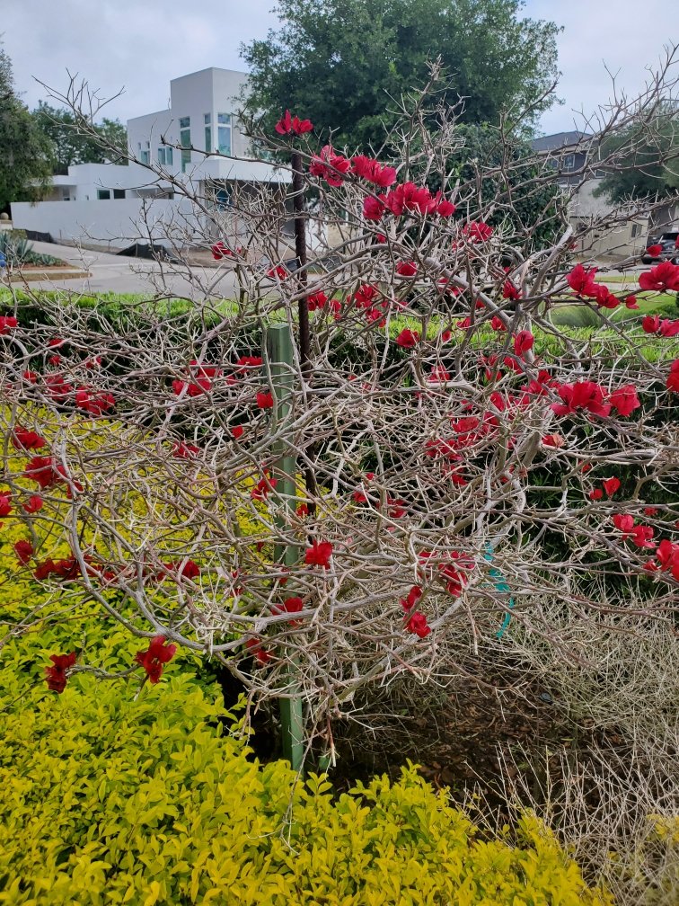 hortmonster's tweet photo. Had a customer that was going to just rip this shrub out. So I  just treated it to see what happens. Treated it with Element 6, Quick Green, and Respo Fuel. Went back a month later and this happened!!Was nothing but sticks the first treatment. @TurfFuel @SteveLoveday1 https://t.co/Gx41SDQGOR