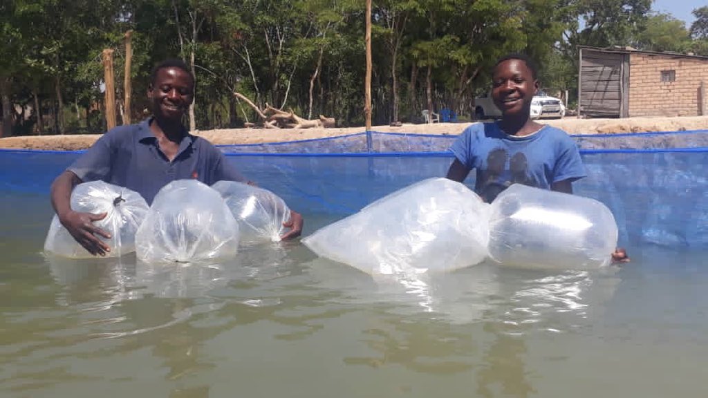 NetsayiMudege's tweet photo. Young people engaged in #aquaculture #Youth4DEV. Mr Mumbiโs sons receiving broodstock and stocking the ponds on his behalf. @mercysichone3 Good job at Dr Lundeba and team @WorldFishCenter https://t.co/k6lsk4ziBU