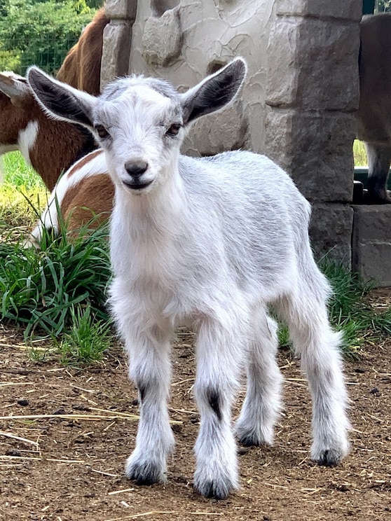 A THREAD on Joao Felix as Goats: